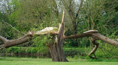 Kırılmış ve kırılmış Söğüt ağacı nehirden nehre