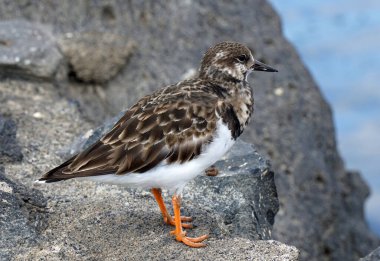 Ruddy Turnstone Bird perched on rock in Lanzarote.