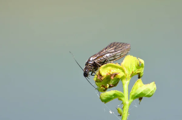 Alder Fly Isolated Green Vegetation — Stock Photo, Image