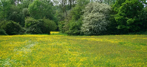 Luonnonvarainen Kukka Niitty Cambridgeshire Leinikki Apila Lehmä Persilja Kukkivat Puut — kuvapankkivalokuva