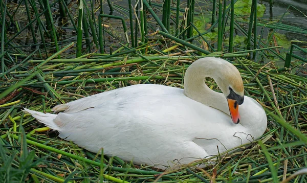 Ztlumit Labuť Hnízdě Rákosí — Stock fotografie