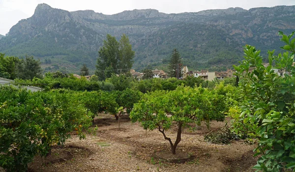 Vista Árvores Fruto Montanhas Casas Soller Maiorca — Fotografia de Stock