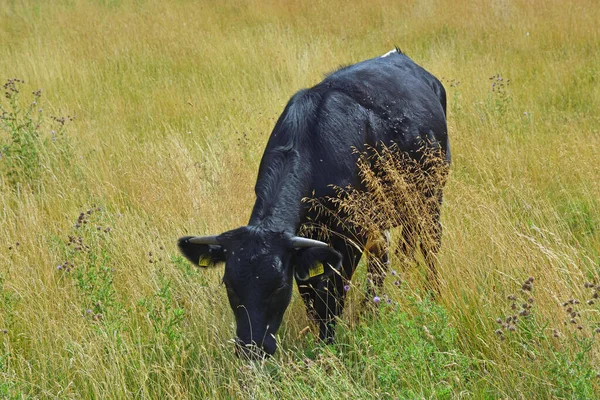 Small Black Cow Feeding Long Dry Grass — стоковое фото