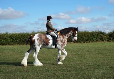 GREAT GRANSDEN, CAMBRIDESHIRE, İngiltere - 24 Eylül 2022: Clydesdale Heavy Horse yeşil alanda sürülüyor.