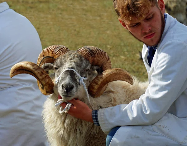 Great Gransden Cambrideshire England Сентября 2022 Long Horned Sheep Handler — стоковое фото