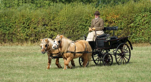 Great Gransden Cambrideshire England Září 2022 Vozový Kočár Dvěma Poníky — Stock fotografie