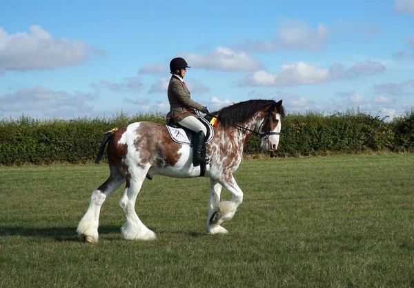 Great Gransden Cambrideshire England September 2022 Clydesdale Heavy Horse Rids Stockbild