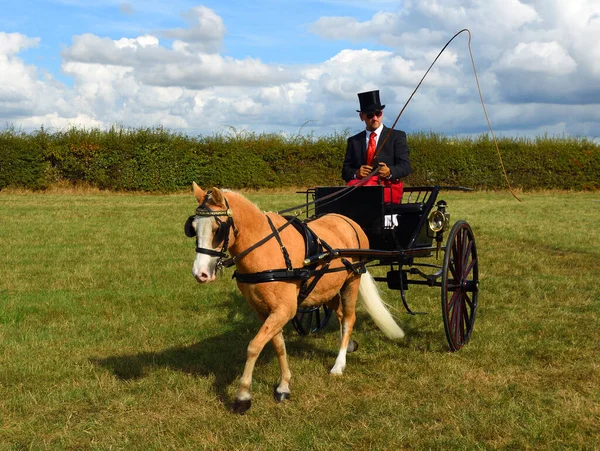 Great Gransden Cambrideshire England September 2022 Carriage Driving Gig Single — 图库照片