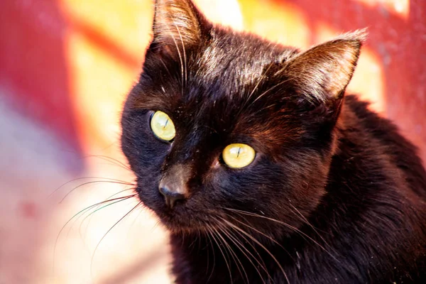 Gatto Nero Con Gli Occhi Gialli — Foto Stock