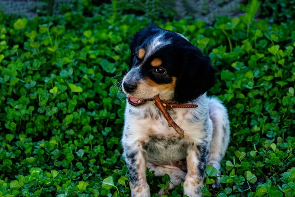 Köpek ağzında bir sopayla çimenlerde yatıyor.