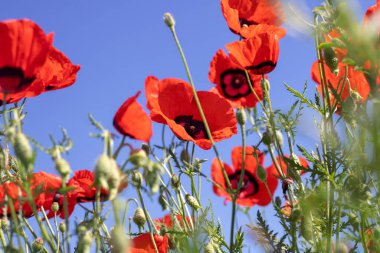 red flowers against the blue sky