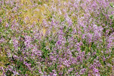 Yeşil çimlerde parlak mor çiçekler