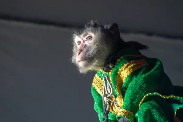 monkey in green clothes with yellow stripes