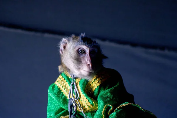 monkey in green clothes with yellow stripes