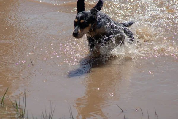 Black Dog Running Water — Fotografia de Stock