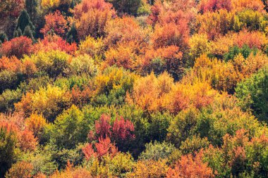 colorful trees in the mountains in autumn