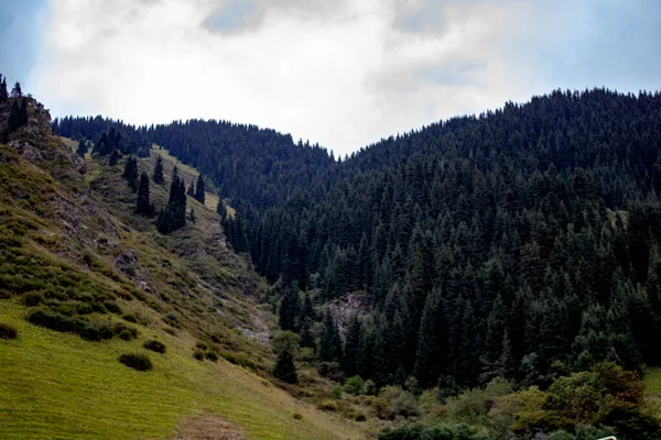 trees on the path with stones