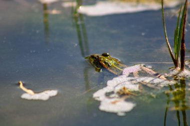 a frog in the pond on the water in the lake