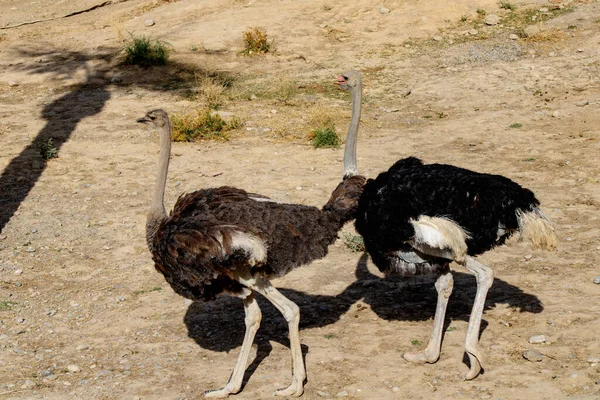 İki devekuşu yerde yürüyor.