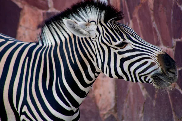 Gestreiftes Zebra Steht Der Nähe Der Mauer — Stockfoto