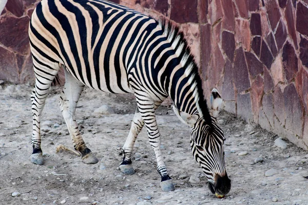 Çizgili zebra duvarın yanında duruyor.