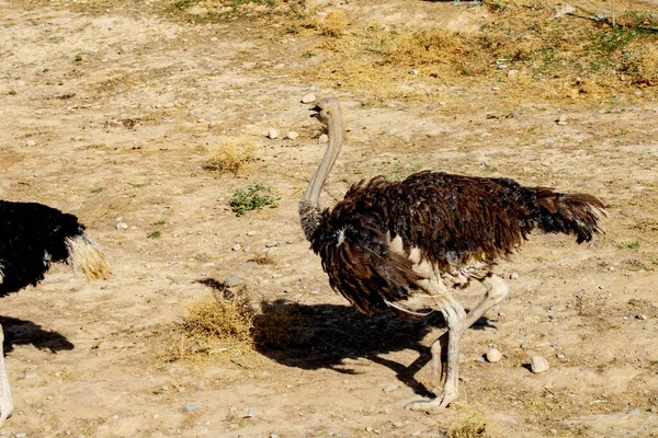 Big Ostrich Running Ground — Stock Photo, Image