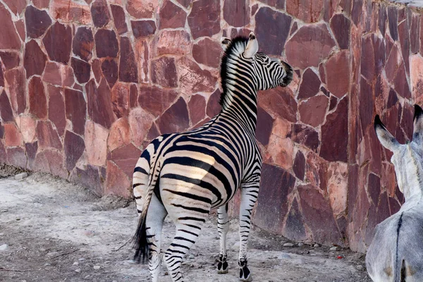 Çizgili zebra duvarın yanında duruyor.