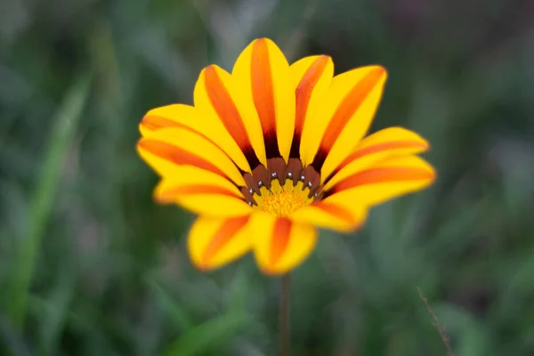 Flores Amarelas Parque — Fotografia de Stock