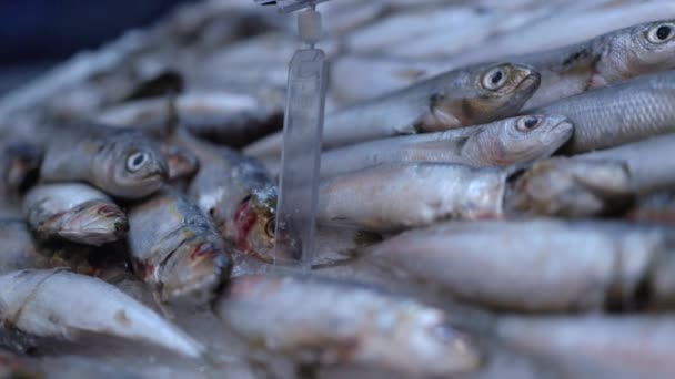 Ryby na lodzie na półkach w supermarkecie — Wideo stockowe