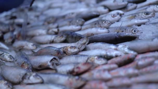 Süpermarket raflarında buzdaki balıklar — Stok video