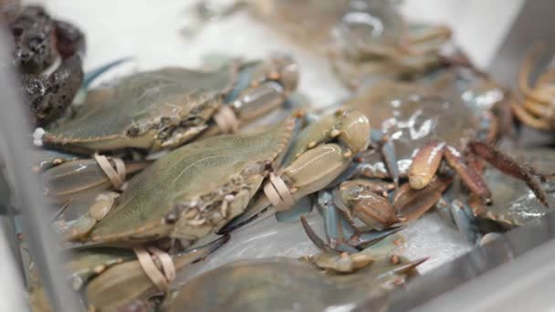 Frutos do mar no gelo em prateleiras de supermercado — Vídeo de Stock