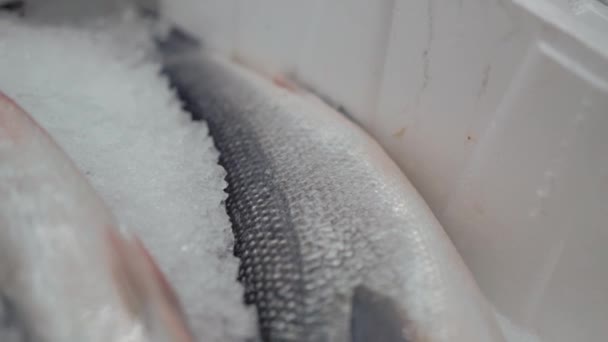 Peixe no gelo em prateleiras de supermercado — Vídeo de Stock