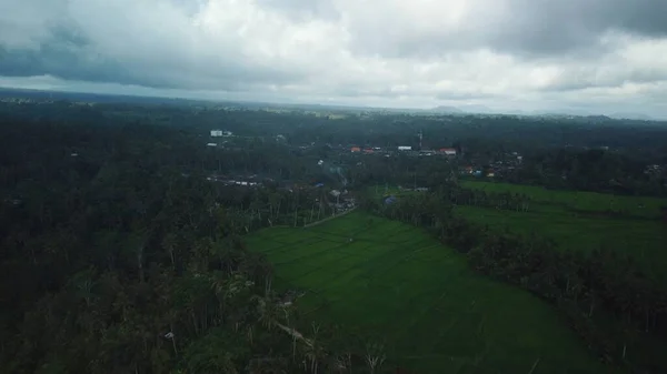 Luchtfoto drone zicht op groene rijstvelden en jungle in Bali — Stockfoto