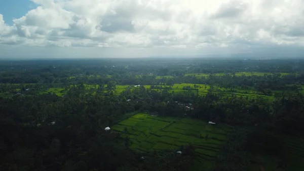 Hava aracı Bali 'deki yeşil pirinç tarlalarına ve ormana bakıyor. — Stok fotoğraf