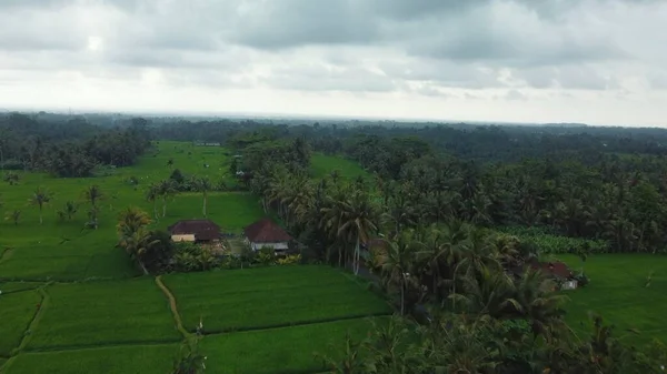 Vista aérea de drones a campos de arroz verde y selva en Bali —  Fotos de Stock