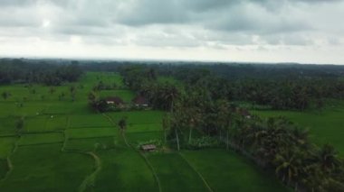 Hava aracı Bali 'deki yeşil pirinç tarlalarına ve ormana bakıyor.