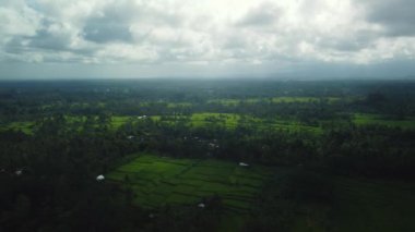 Hava aracı Bali 'deki yeşil pirinç tarlalarına ve ormana bakıyor.
