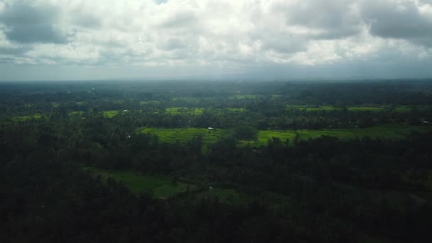 Hava aracı Bali 'deki yeşil pirinç tarlalarına ve ormana bakıyor. — Stok video