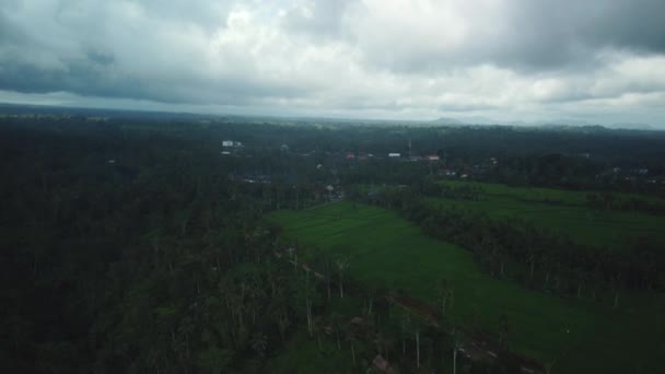 Hava aracı Bali 'deki yeşil pirinç tarlalarına ve ormana bakıyor. — Stok video