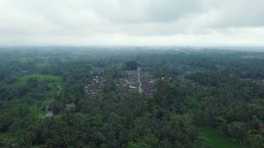 Hava aracı Bali 'deki yeşil pirinç tarlalarına ve ormana bakıyor. Yüksek kalite 4k görüntü