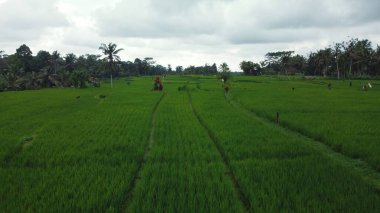 Hava aracı Bali 'deki yeşil pirinç tarlalarına ve ormana bakıyor. Yüksek kalite 4k görüntü