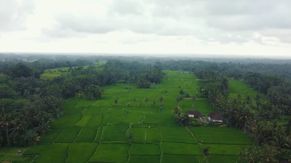 Vue Aérienne Sur Les Rizières Vertes Jungle Bali Images Haute — Photo