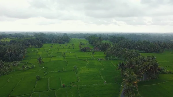 Flygdrönare Utsikt Över Gröna Risfält Och Djungel Bali Högkvalitativ Film — Stockfoto