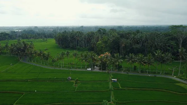 Luchtfoto Drone Zicht Groene Rijstvelden Jungle Bali Hoge Kwaliteit Beeldmateriaal — Stockfoto