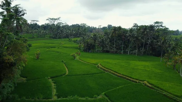 Hava Aracı Bali Deki Yeşil Pirinç Tarlalarına Ormana Bakıyor Yüksek — Stok fotoğraf