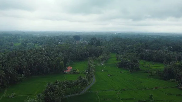 Αεροφωτογραφία Drone Πράσινα Ορυζώνες Και Ζούγκλα Στο Μπαλί Υψηλής Ποιότητας — Φωτογραφία Αρχείου