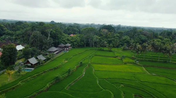 Hava Aracı Bali Deki Yeşil Pirinç Tarlalarına Ormana Bakıyor Yüksek — Stok fotoğraf