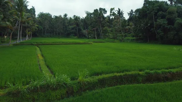 Drohnenblick Auf Grüne Reisfelder Und Dschungel Auf Bali Hochwertiges Filmmaterial — Stockfoto