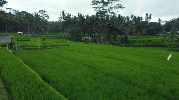 Veduta Aerea Drone Risaie Verdi Giungla Bali Filmati Alta Qualità — Foto Stock
