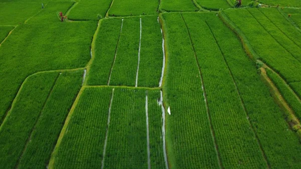 Αεροφωτογραφία Drone Πράσινα Ορυζώνες Και Ζούγκλα Στο Μπαλί Υψηλής Ποιότητας — Φωτογραφία Αρχείου